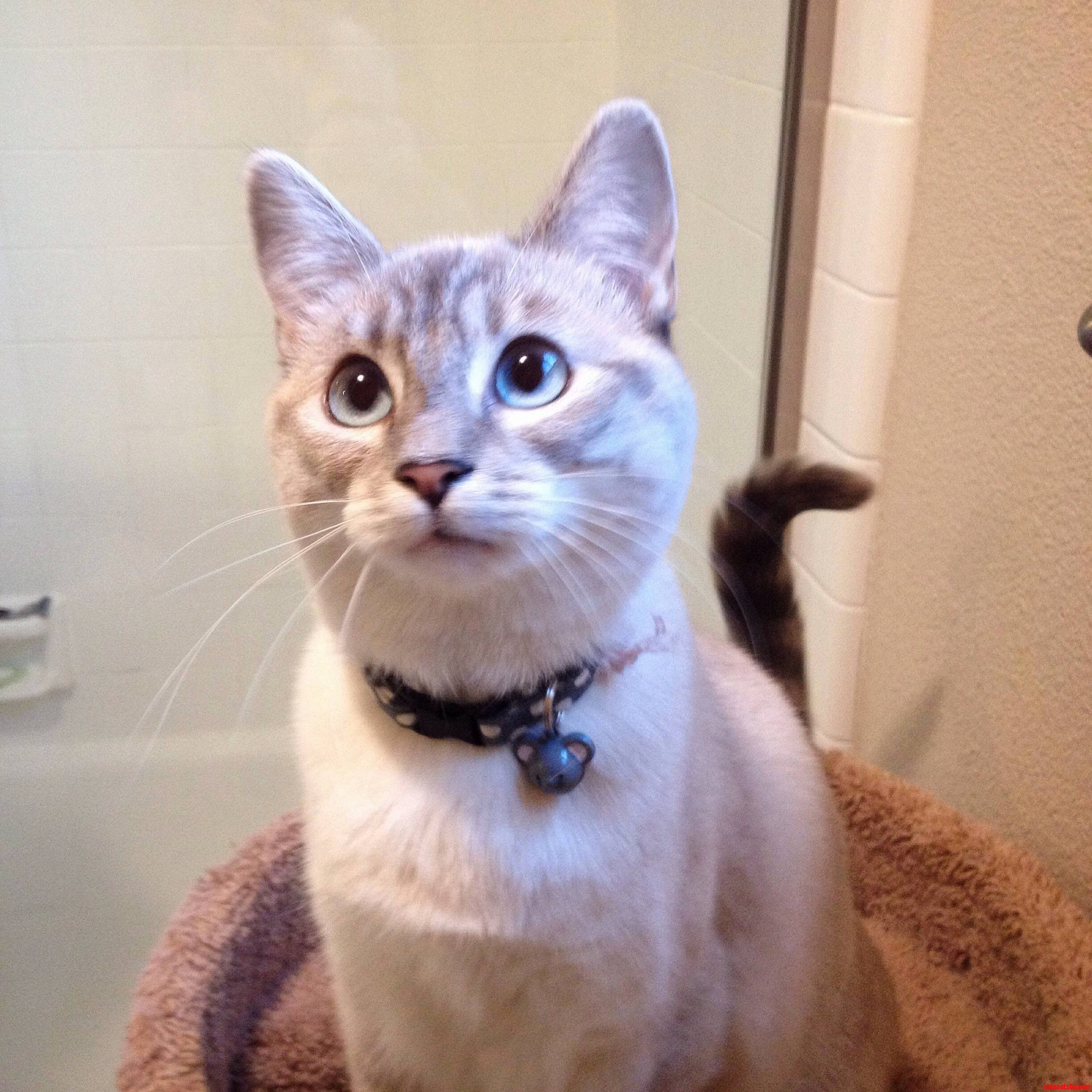 When a Spider Is Out of Reach My Cat Meows at It and Gives It This Look.