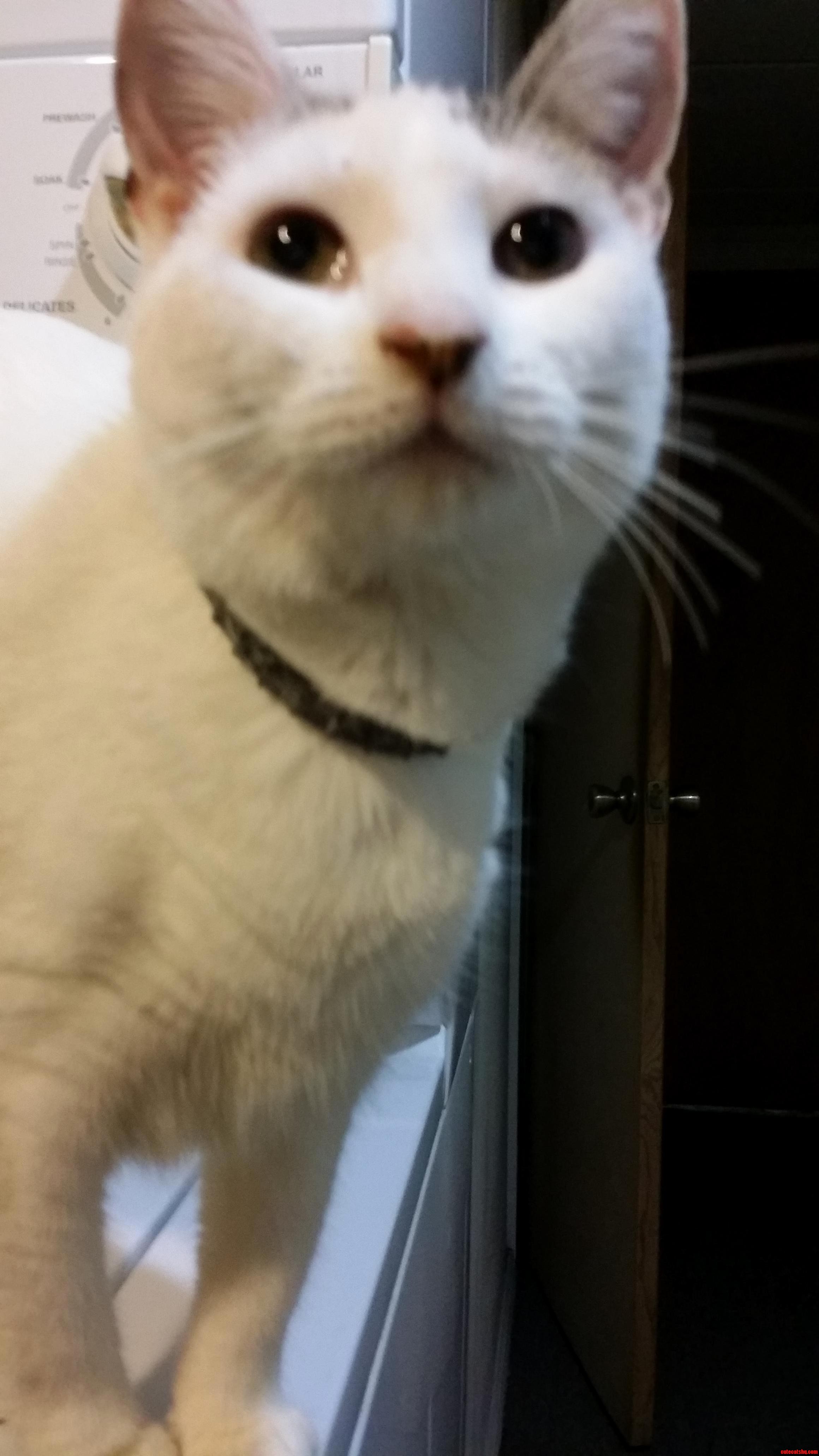 When You Open the Closet with the Cat Nip in It.