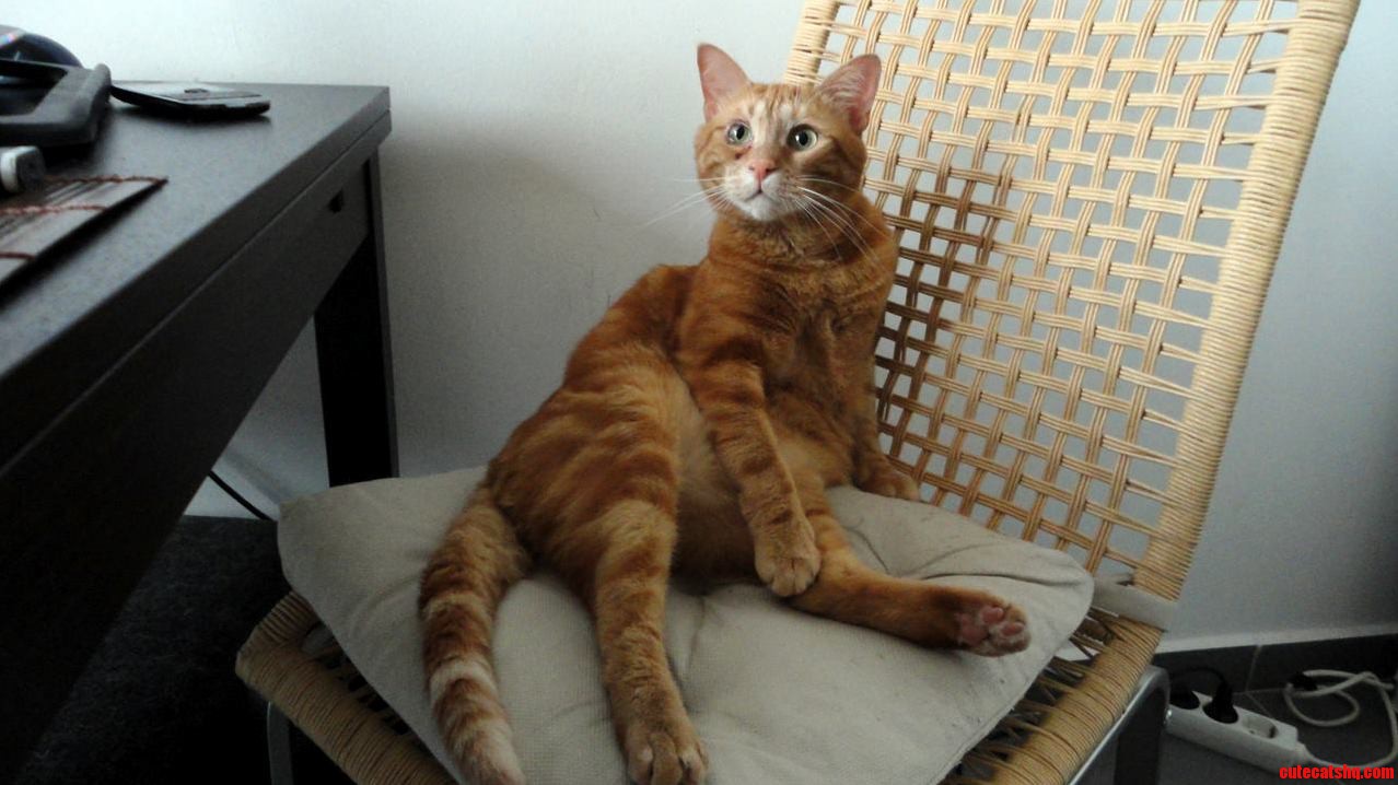 Whenever I Try to Sit on My Chair