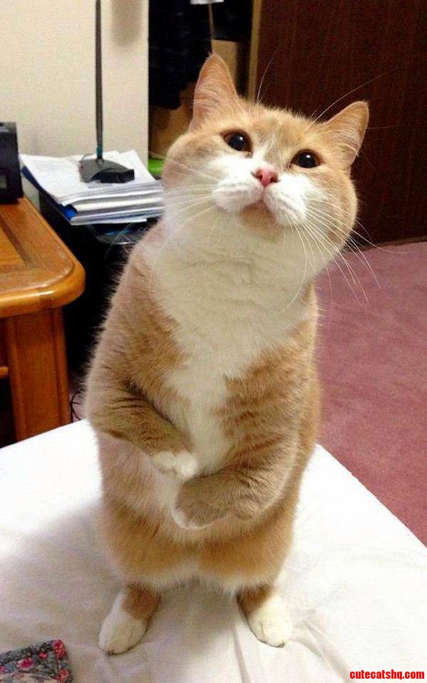 Where Is My Fish