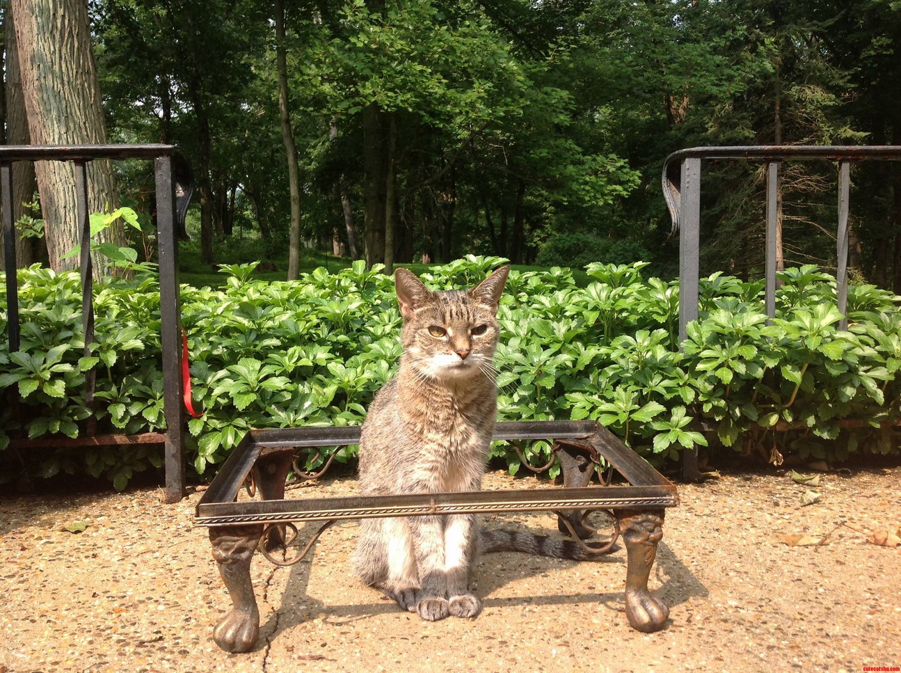 Where Is My Throne