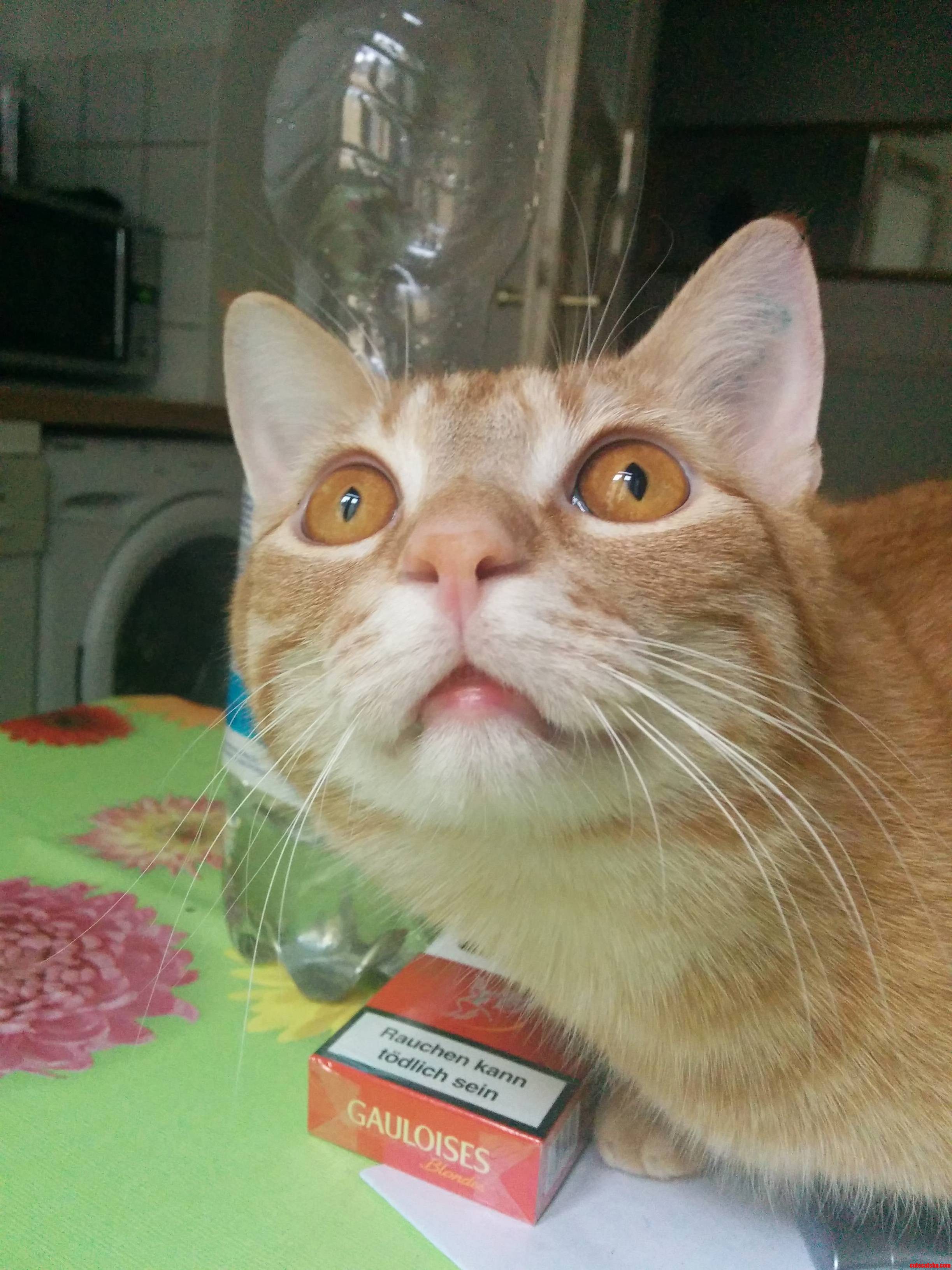 Where Will You Be When the Acid Kicks in