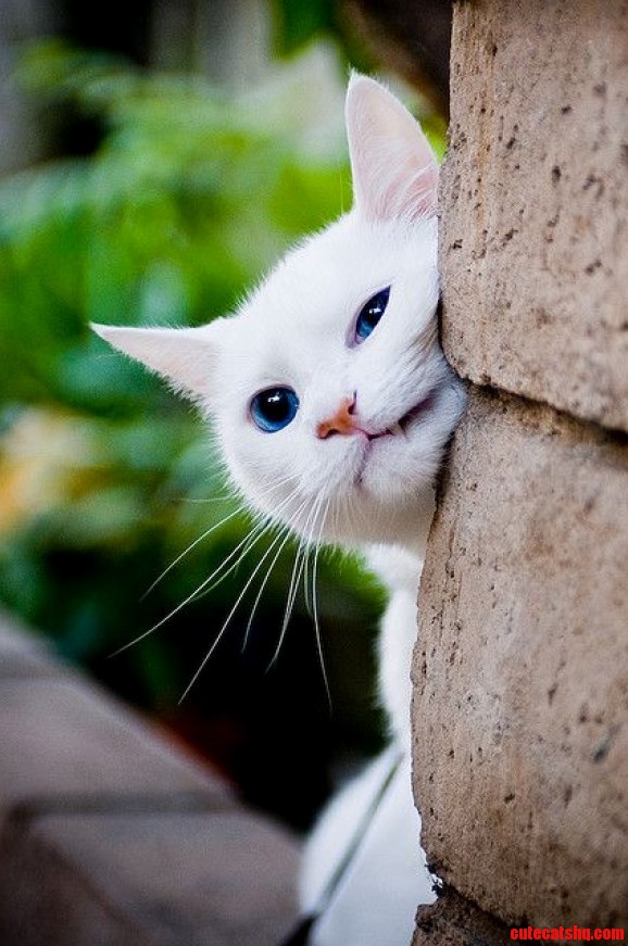 White Tom Cat with Blue Eyes