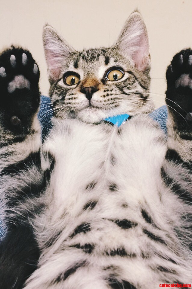Who Could Resist Adopting a Face Like This