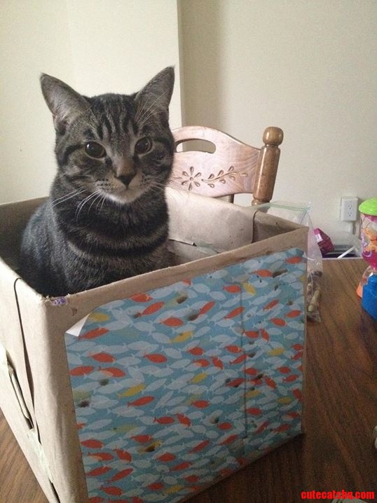 Why Are There No Fish This Box Is Clearly Labeled Fish...