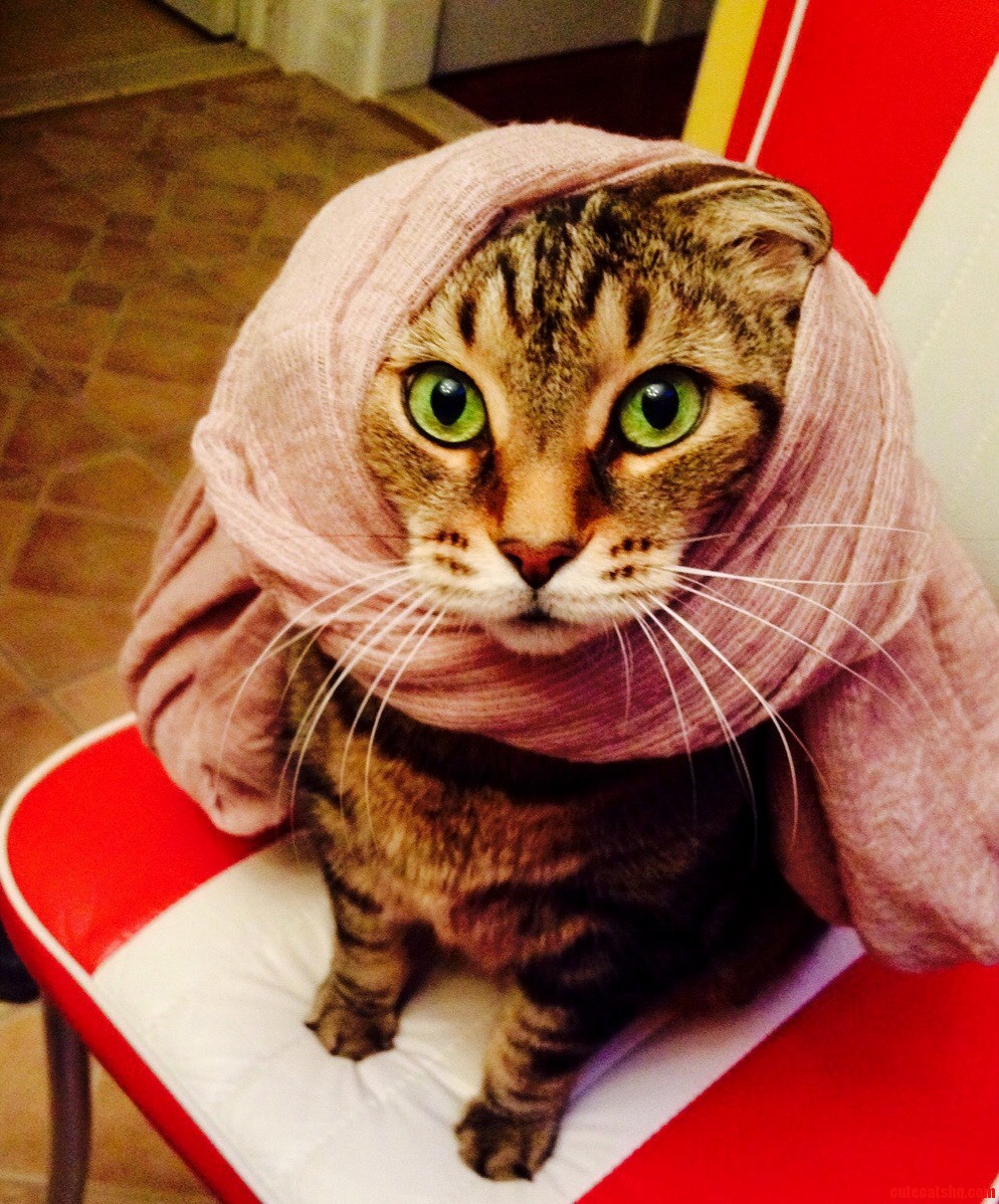 Why You Do Dis Human... Why