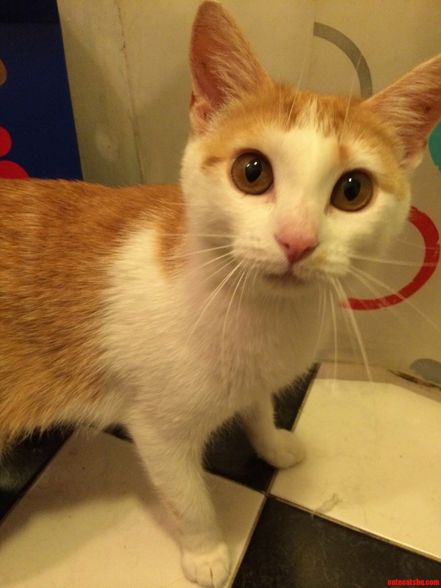 Wife and I Adopted This Sweet Girl Today. She Hasnt Stopped Purring Since We Brought Her Home.