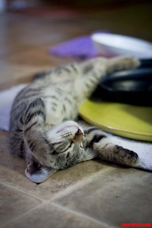 Wild Night.