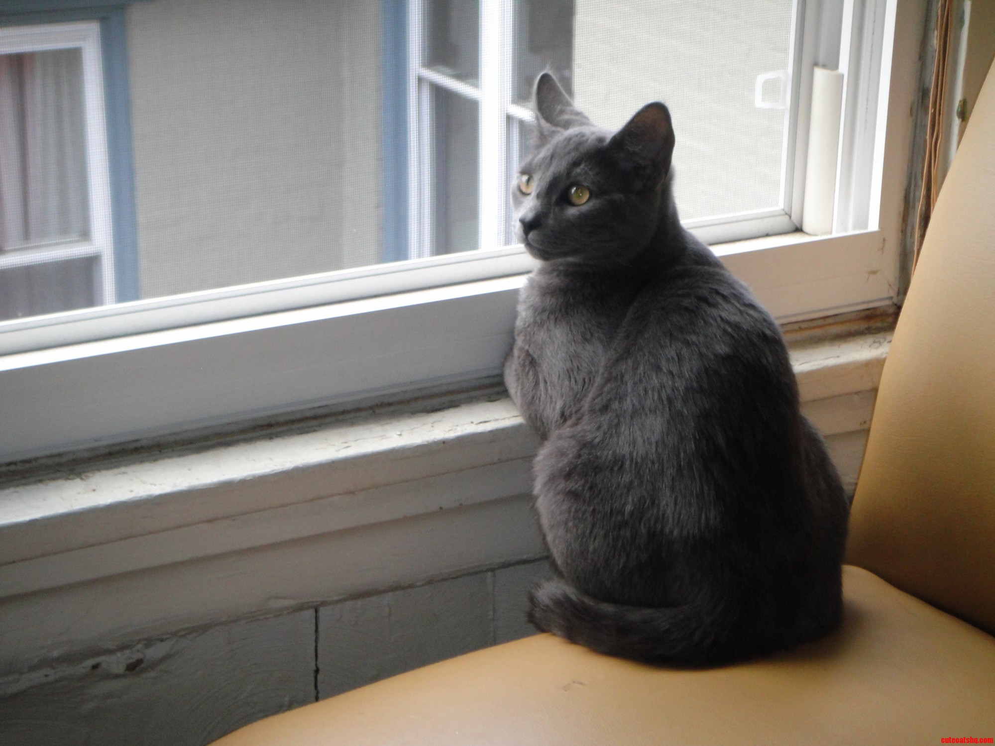 Window Cat