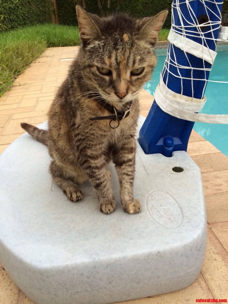 Witty Is Now Unimpressed with Getting to Hang Out by the Pool All Day.