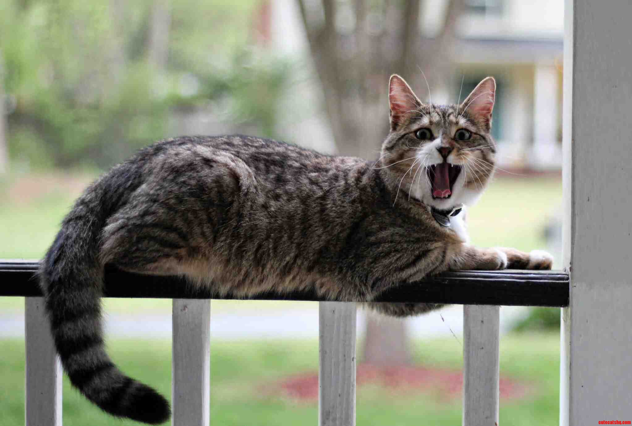 Woodrow Meowing at Me from the Porch