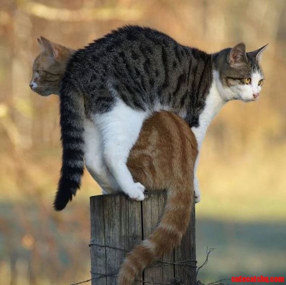 Yet Another Cat Post on