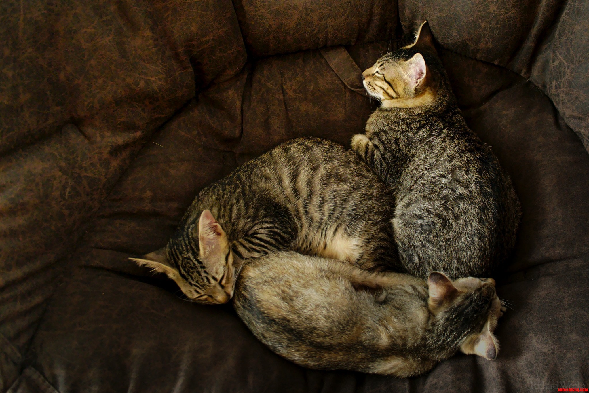Yin Yang Meow