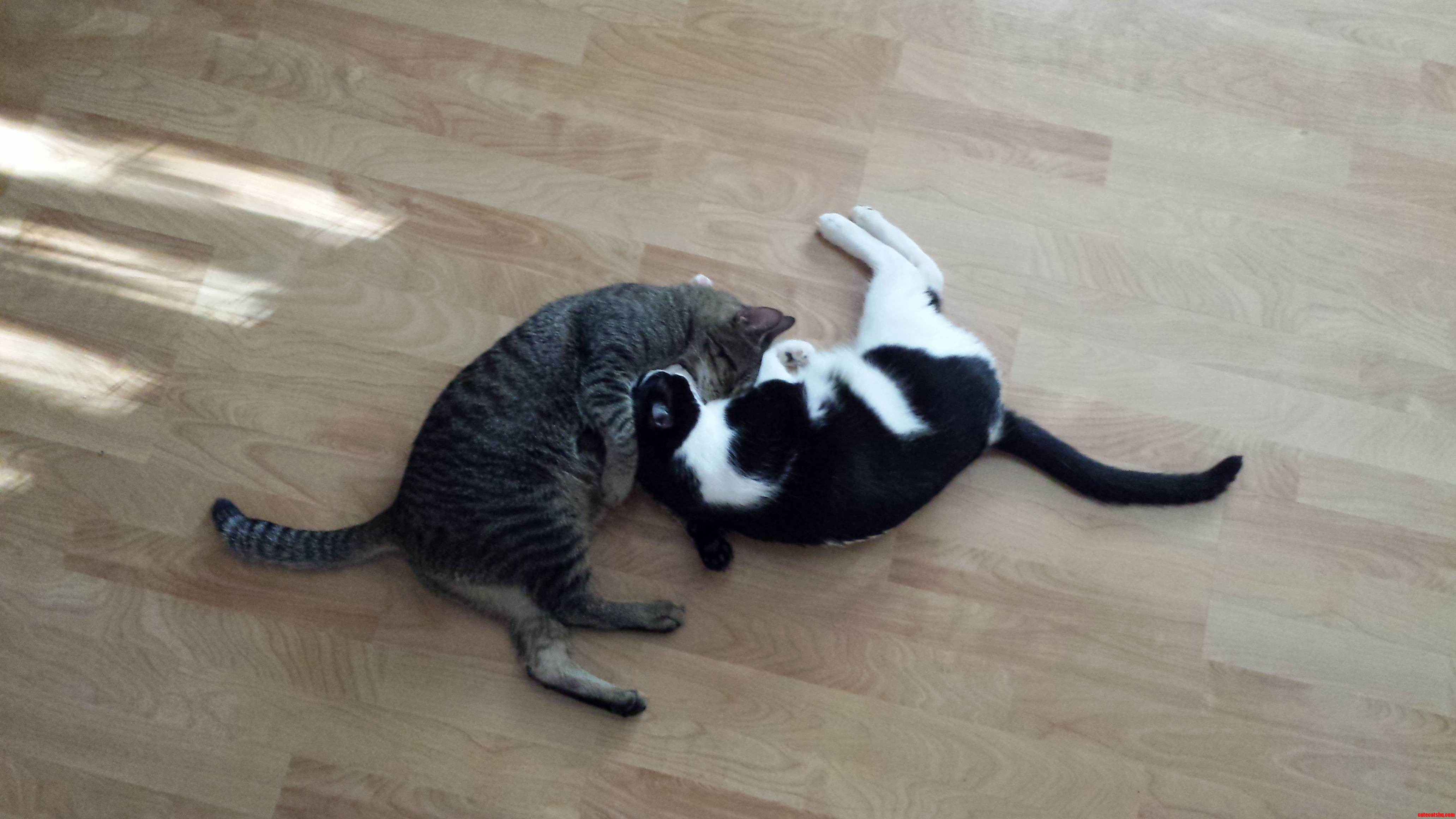 Ying and Yang.