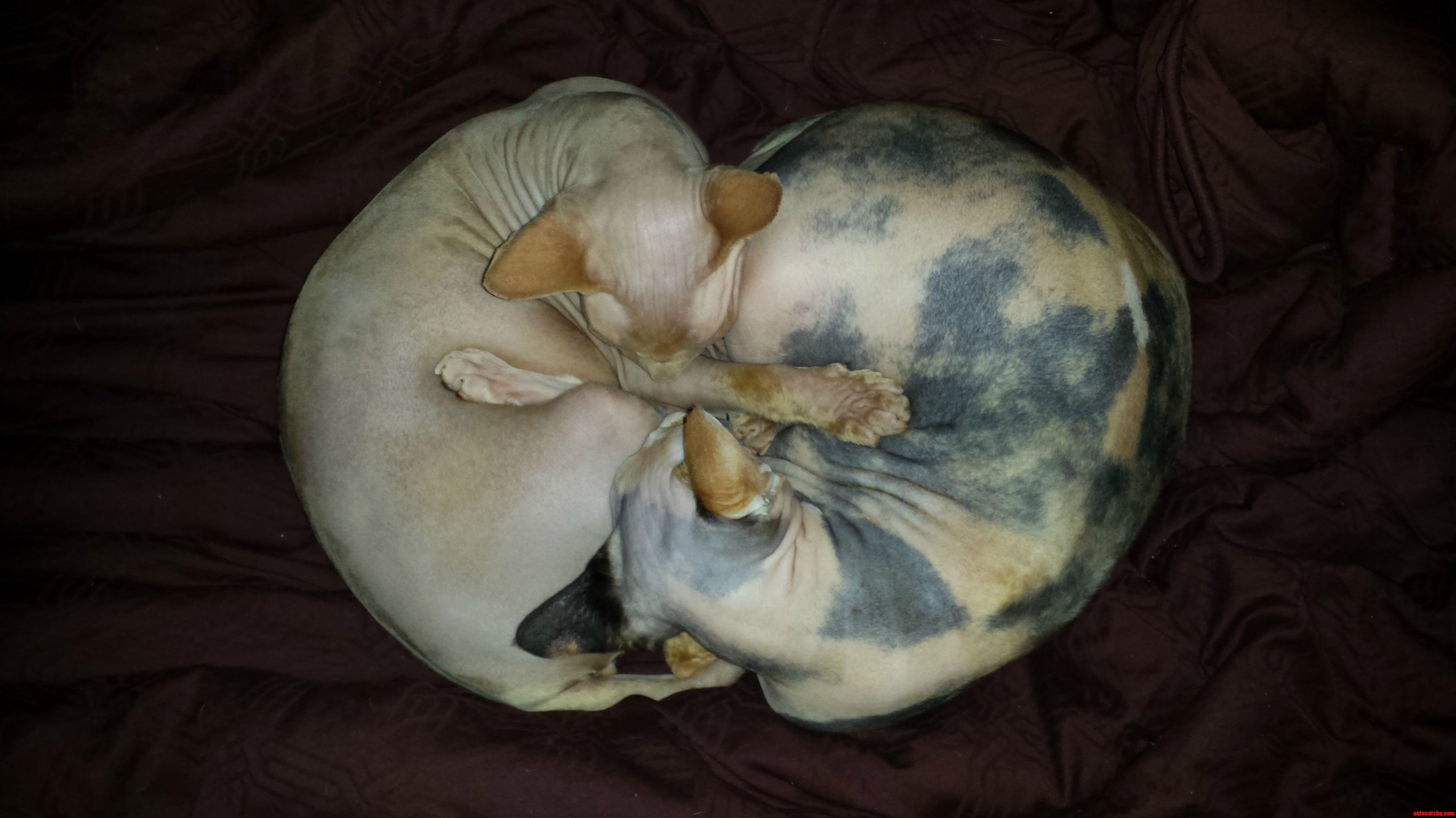 Yinyang Cats