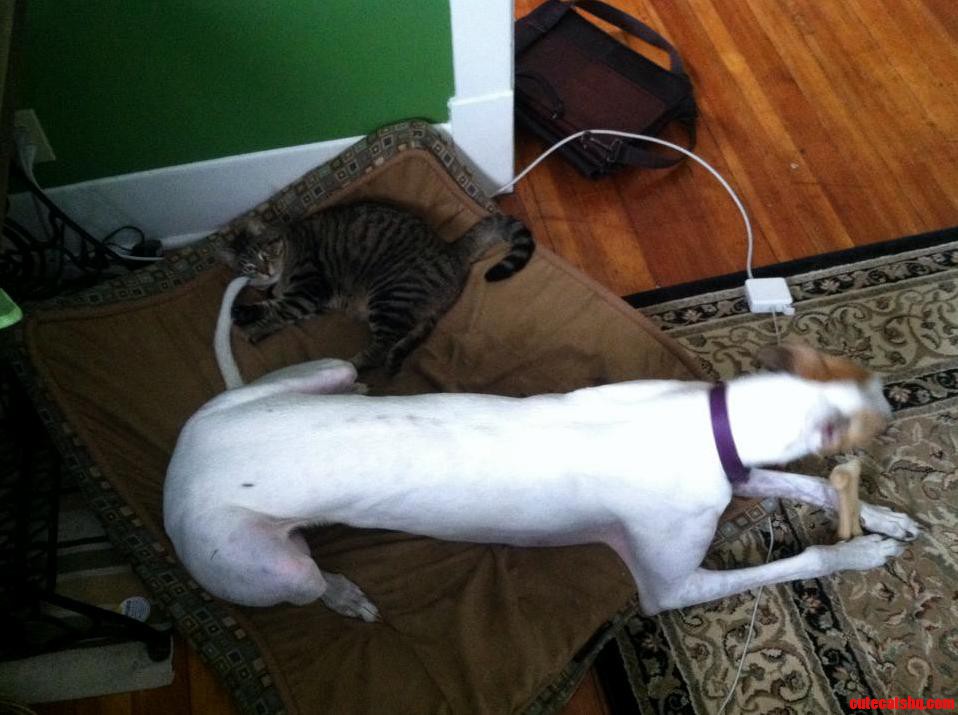 You Can Have the Bone I Will Have Your Tail