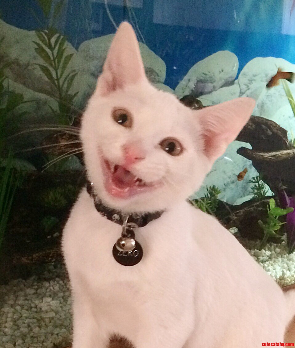 You Have Got to Be Kitten Me Right Meow