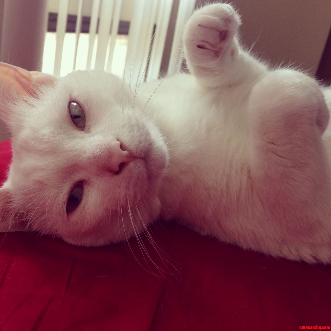 You Like Cute Cats I Ll Give You the Cutest God Damned Cat You Ll Ever See