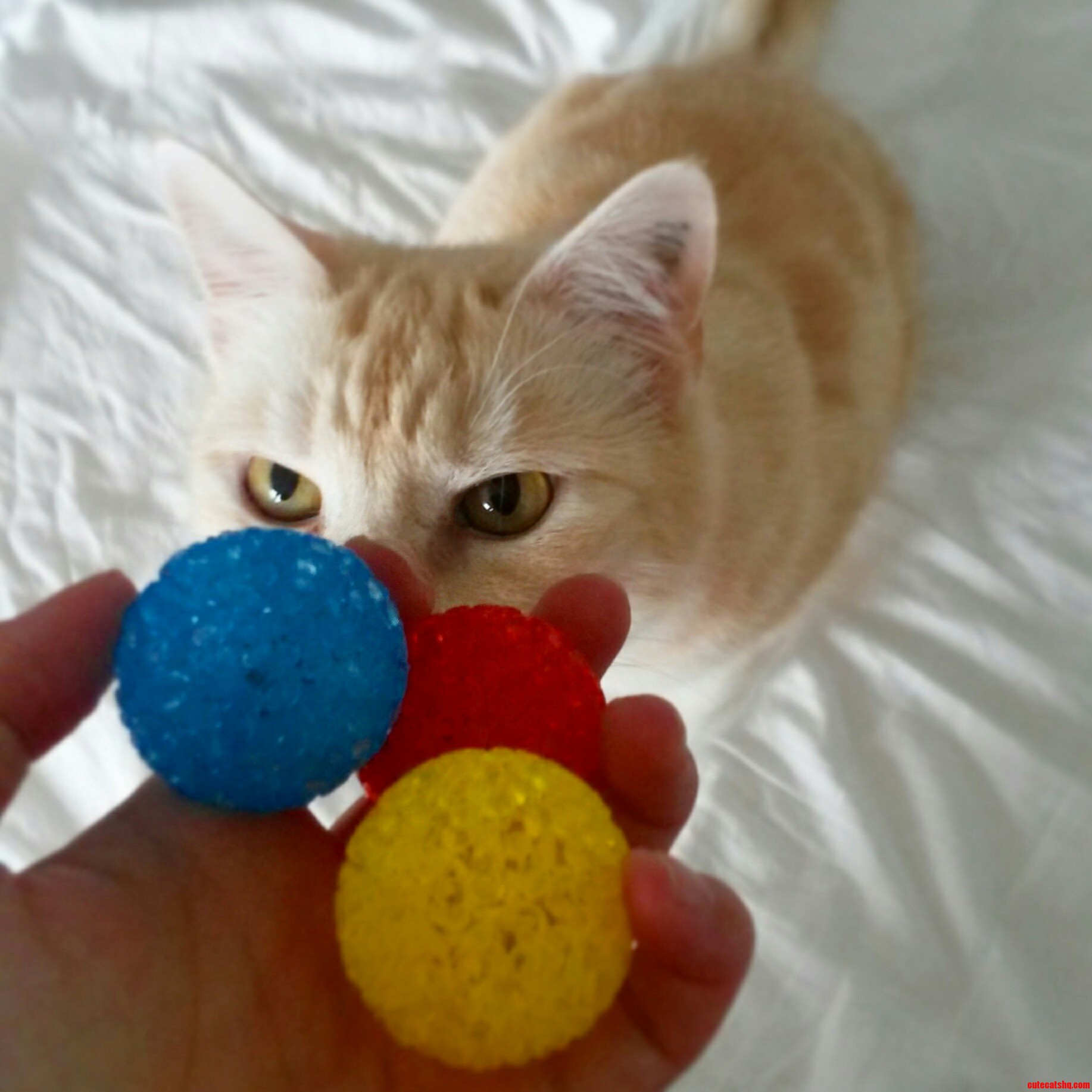 Your Balls I Want Them.