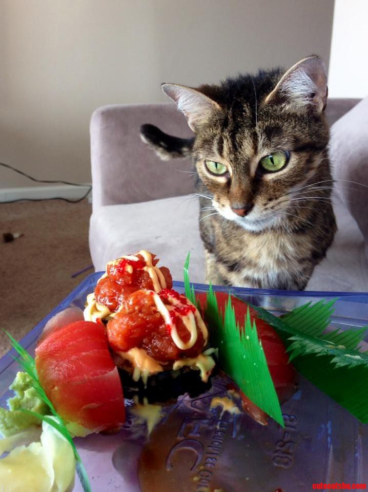 Ziggy Doesnt Understand Why Some Fish Is for Cats and Some Isn T