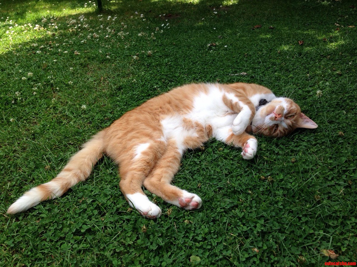 Ziggy in the Garden