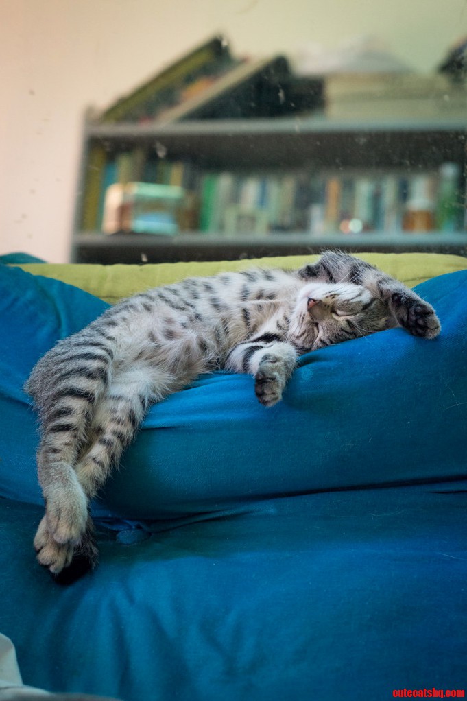 Zonked Out