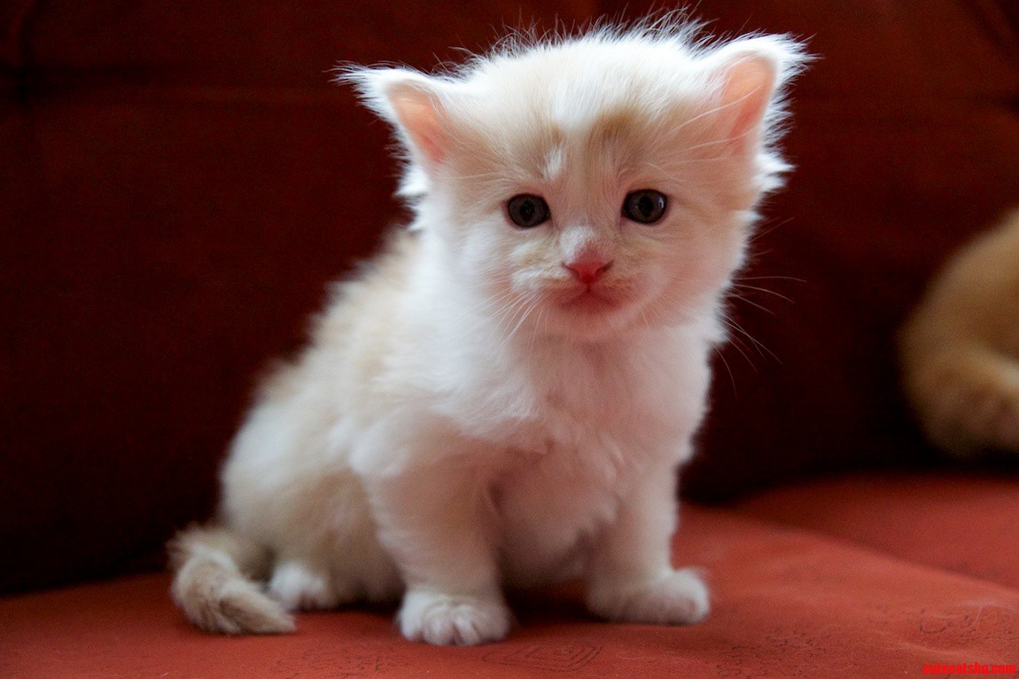 100 Fluff