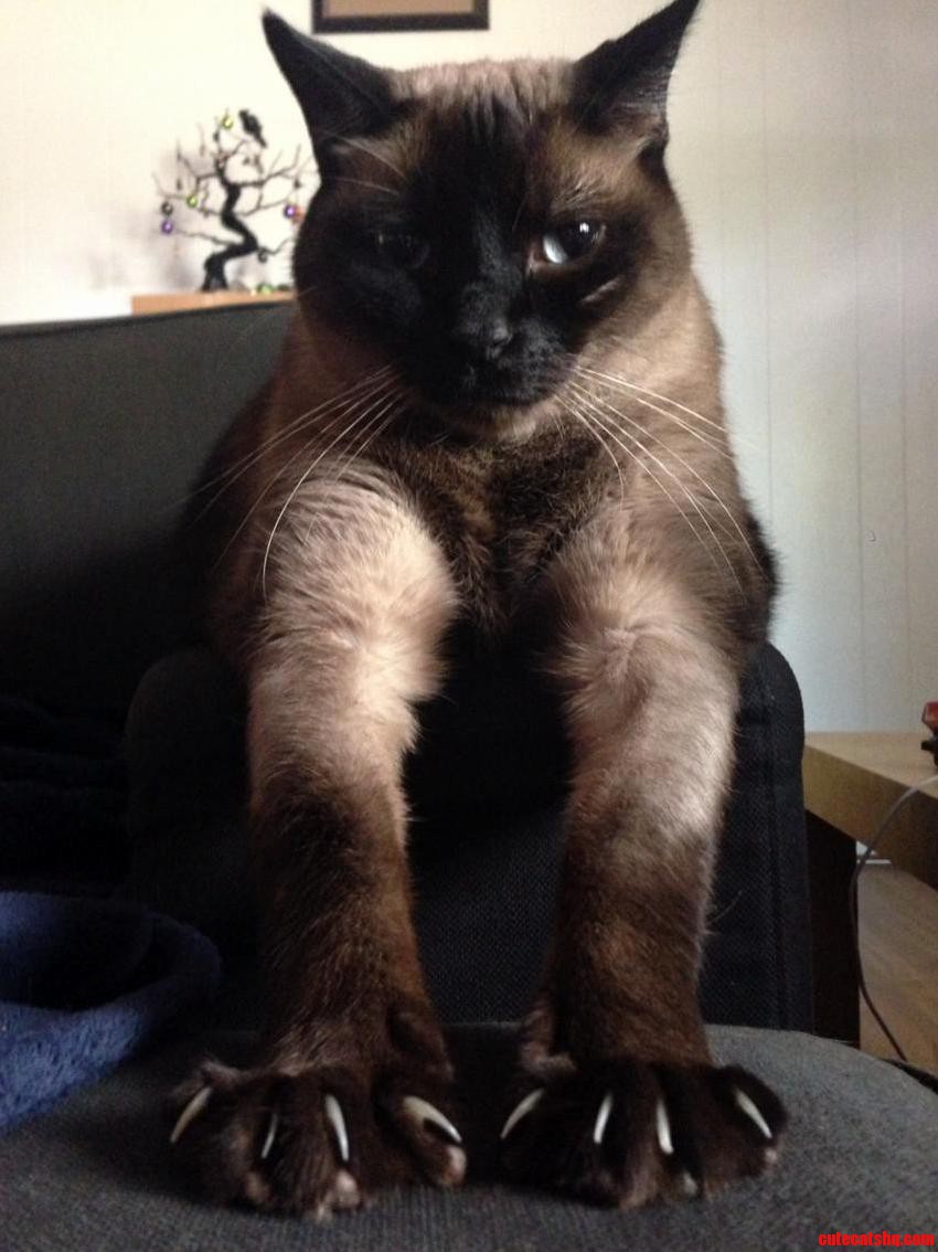 13 Year Old Diabetic Rescue Radar.