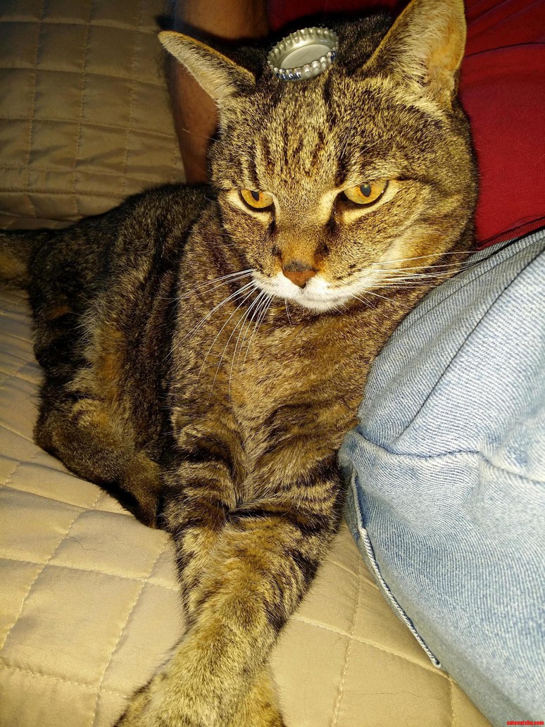 17 Year Old King Cosmo Looking All Regal and Beautiful