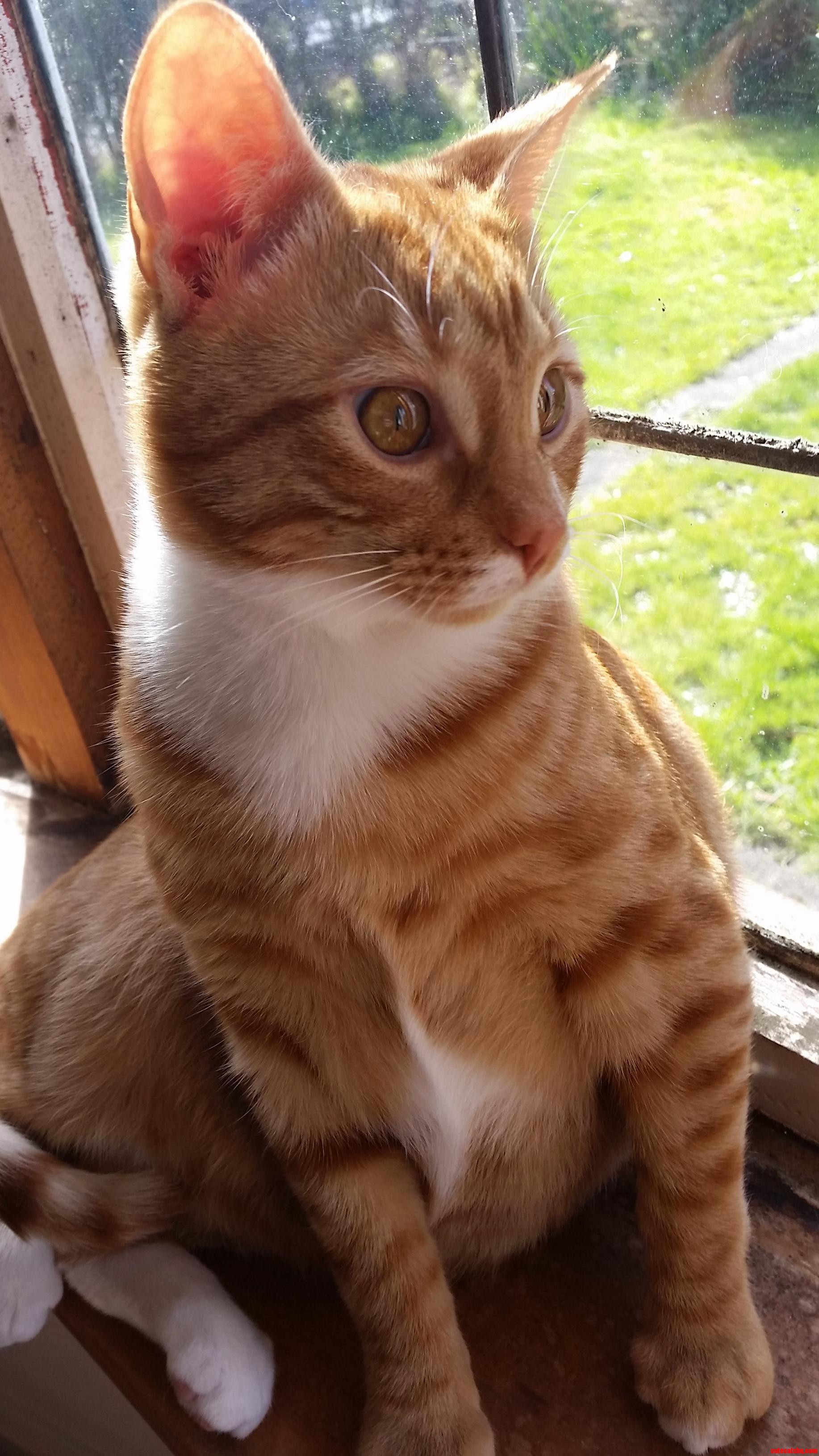 4 Months Down the Line My Rescue Cat Norris Is a Healthy Young Adolescent.