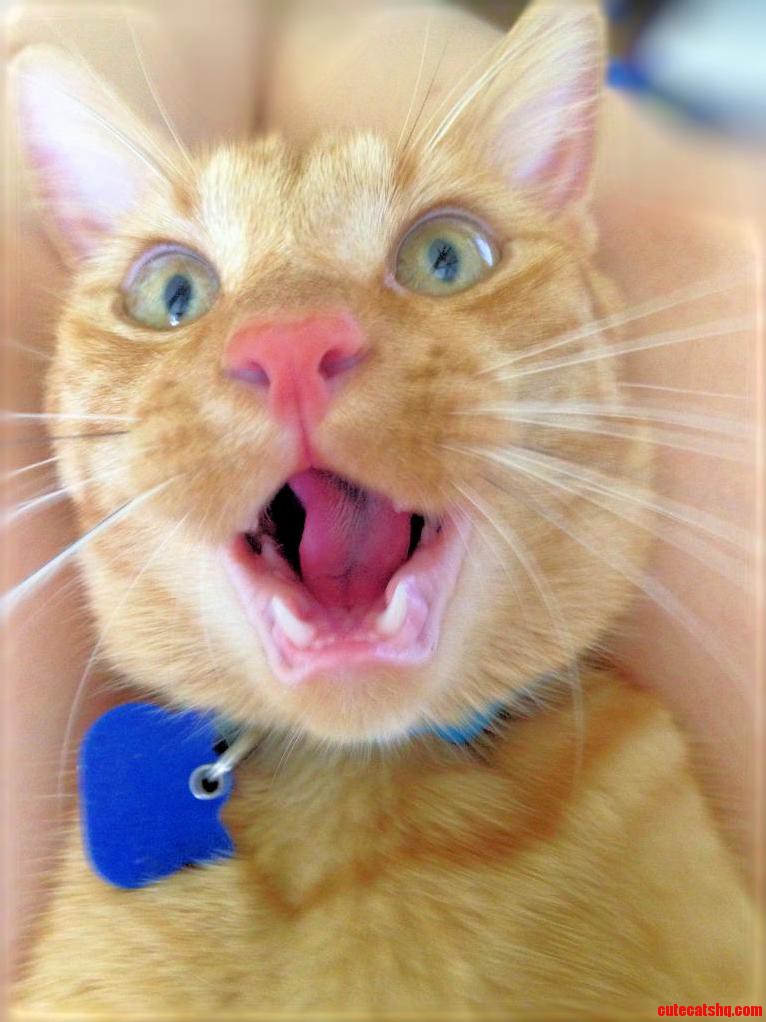 50 Fiesty 50 Panting 100 Derp