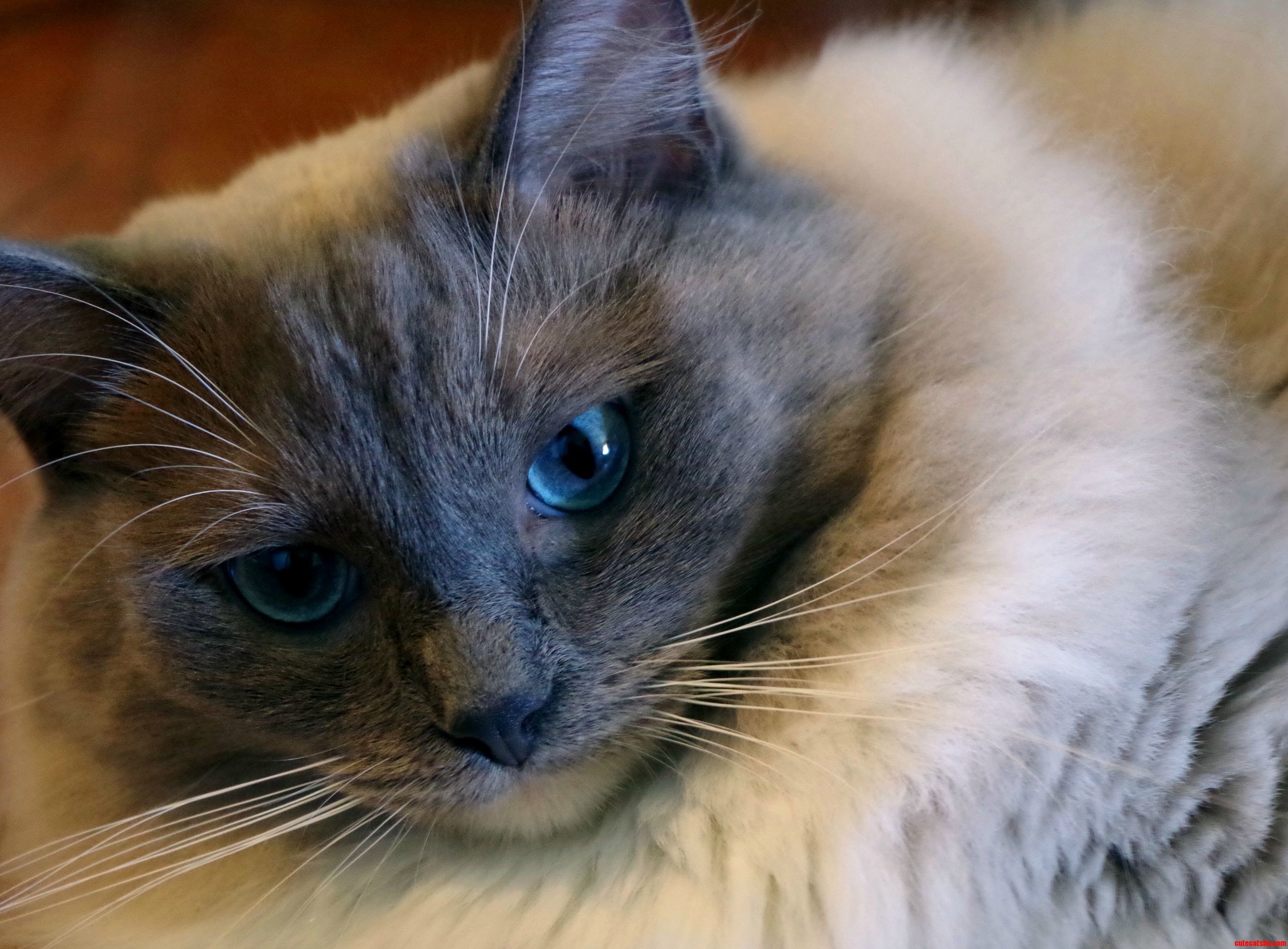 90 Fluff 10 Kitty.