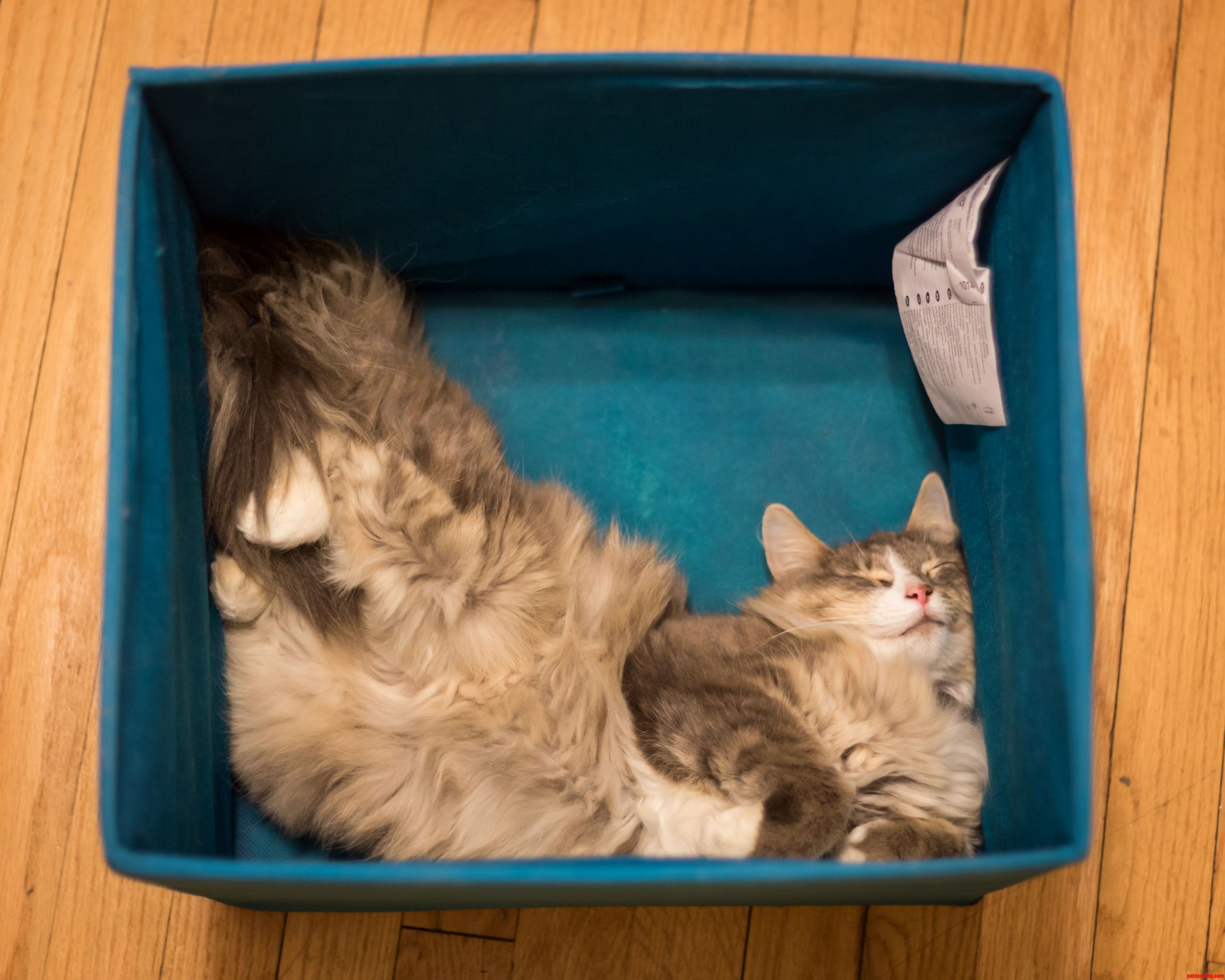 A Cat. a Box. a Love Story. Here Is Lola Loving Her Box.