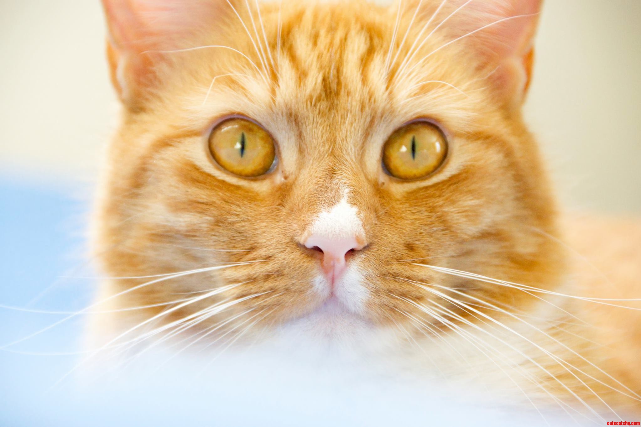A Portrait of My Cat George