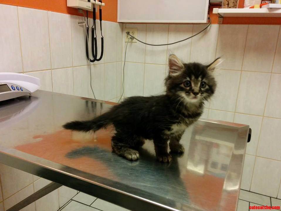 Achilles Acting Brave on His First Vet Visit