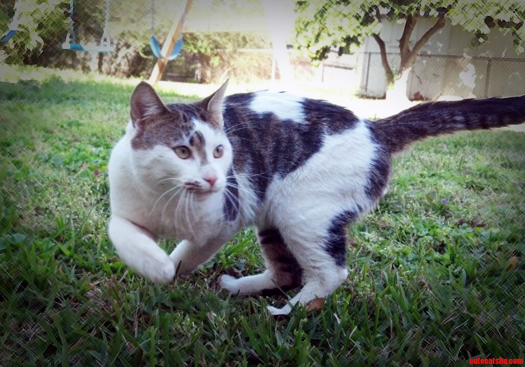 Action Shot of Leopold