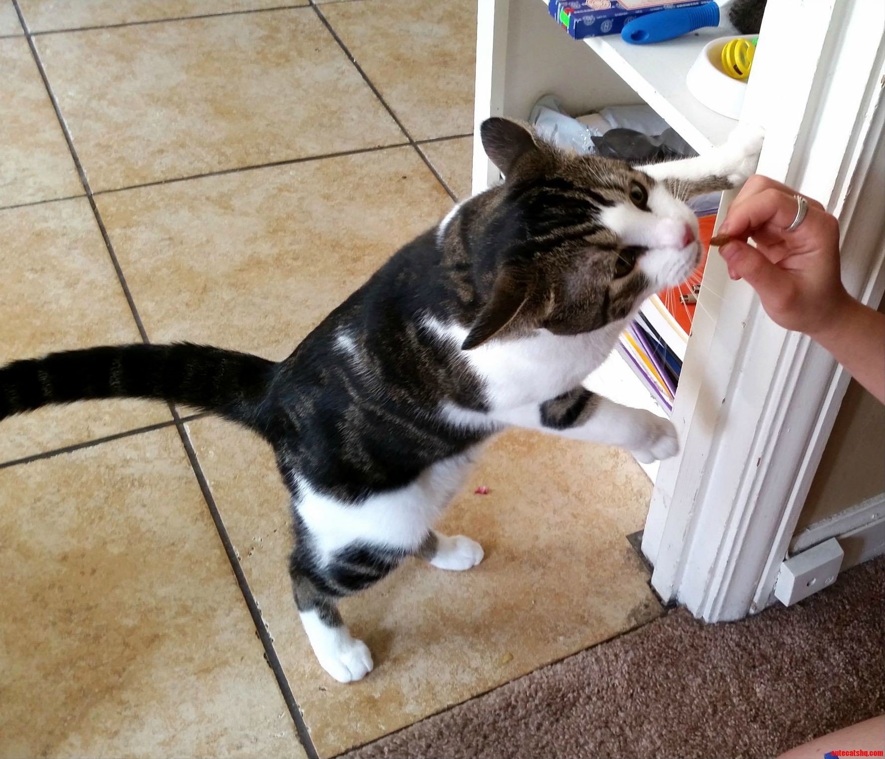 Ajax Loves His Treats