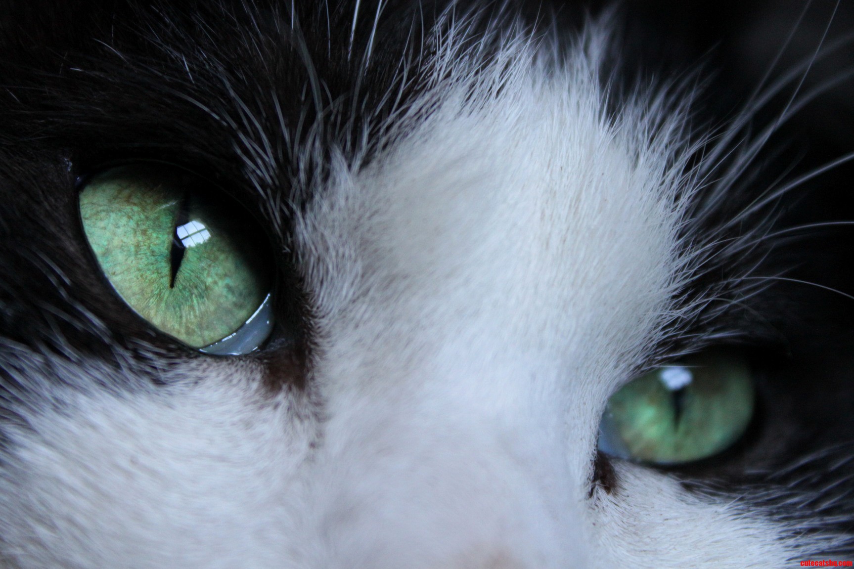 An Animals Eyes Have the Power to Speak a Great Language.