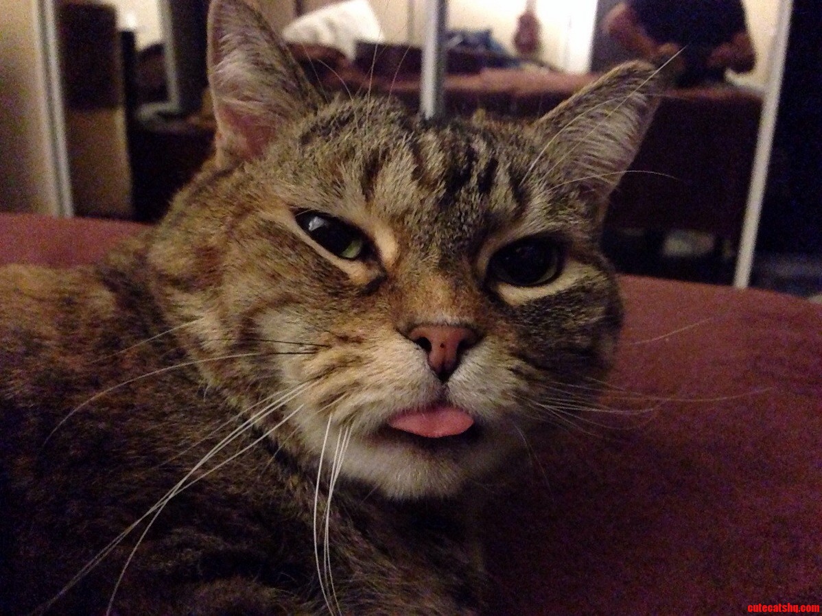 Another Pic of My Super Relaxed Kitty