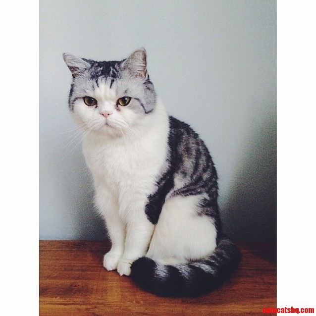 Any Idea What Cat Breed This Is. I Think Its Adorable.