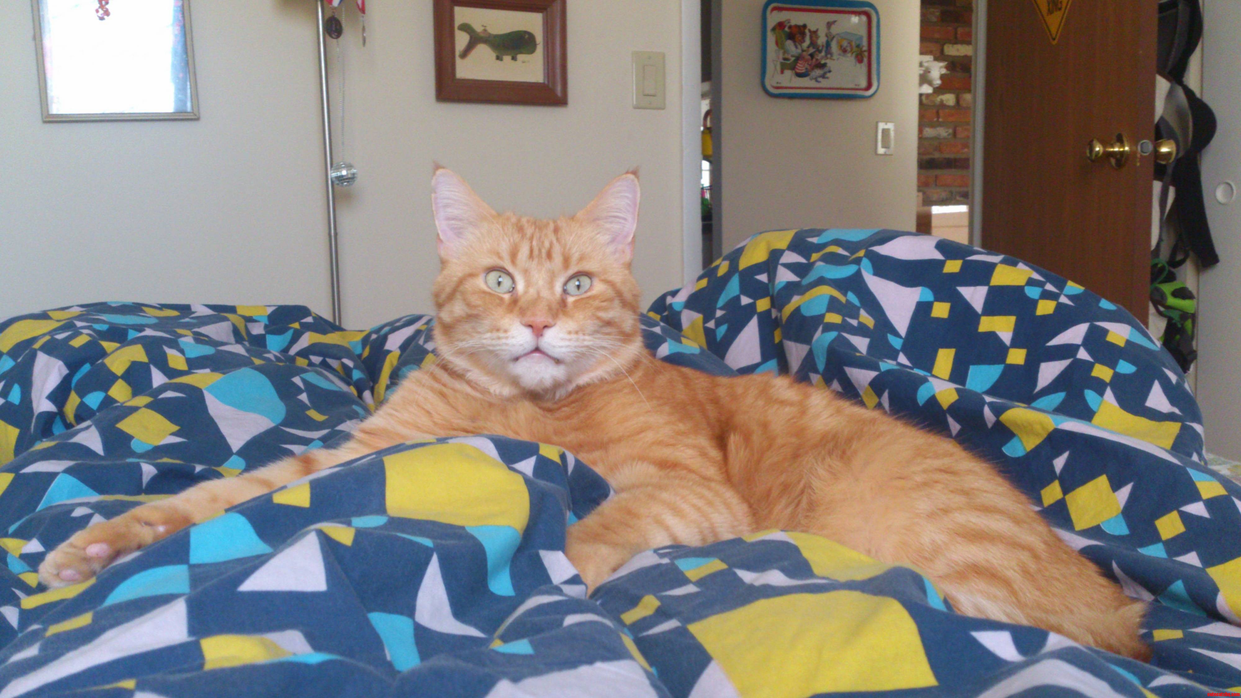 Arthur King of Snuggles.