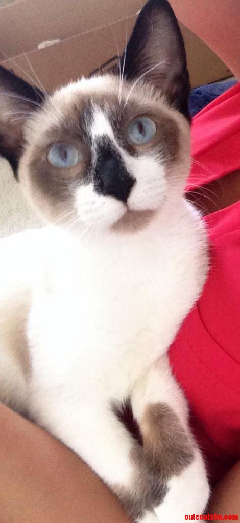 Baby Blue Eyes
