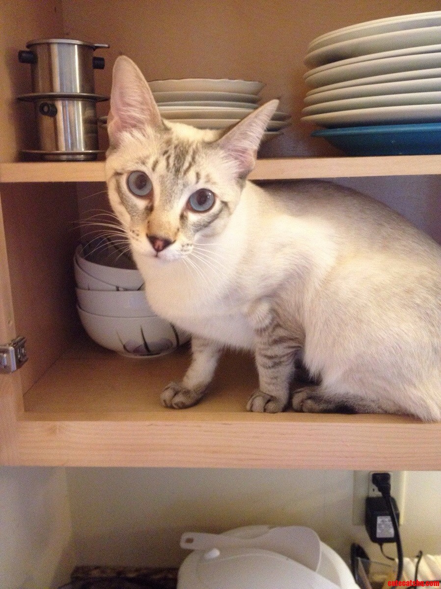 Baby Boy Helping Me Put Away Dishes.