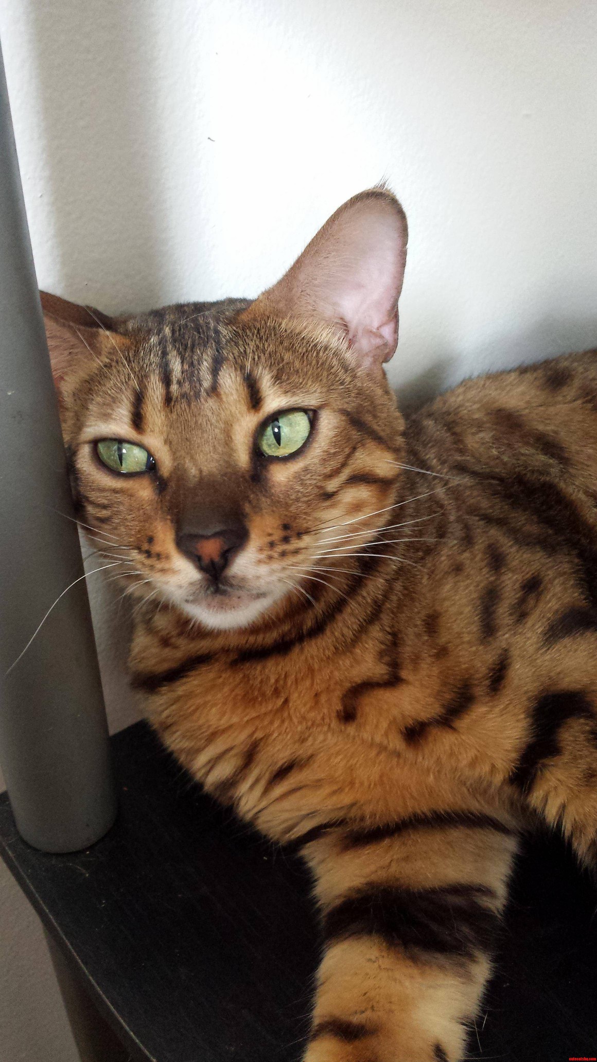Been Awhile but Here Is Another Picture of My Precious Tiger Lilly