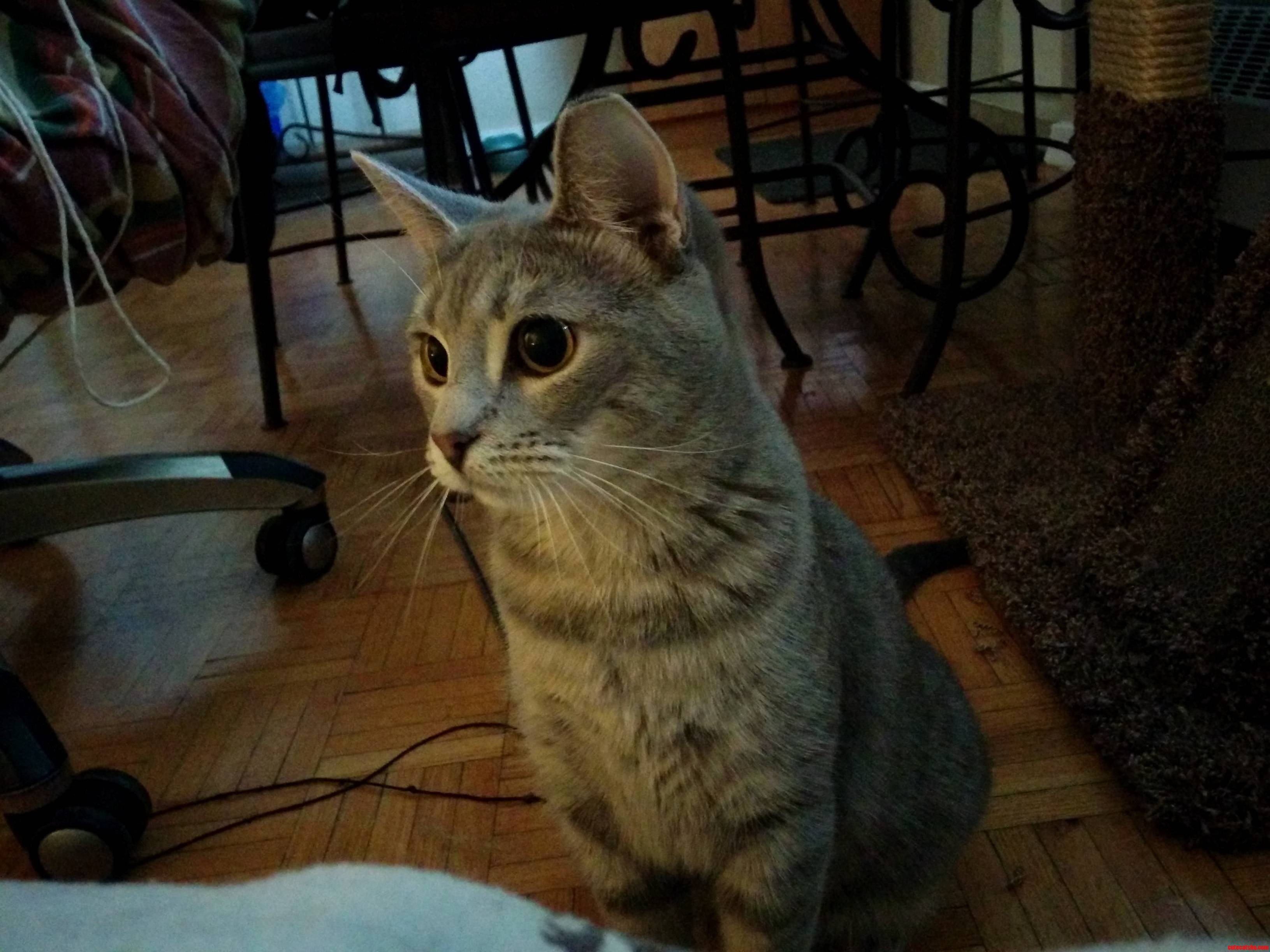 Before the Pounce..