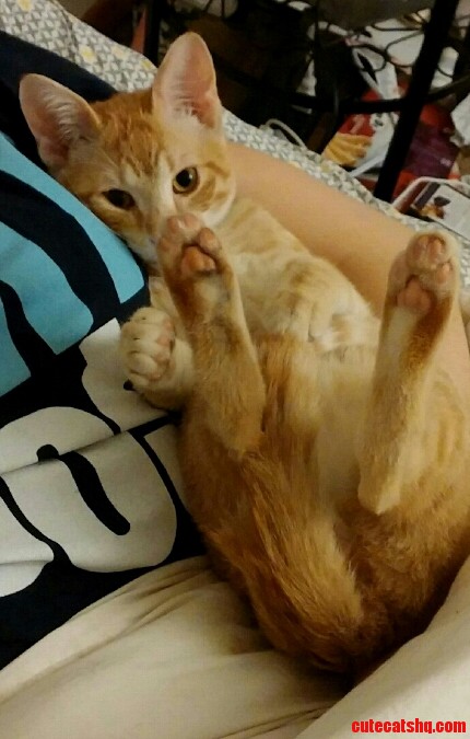 Best 5 I Ve Spent. Meet Kirby.