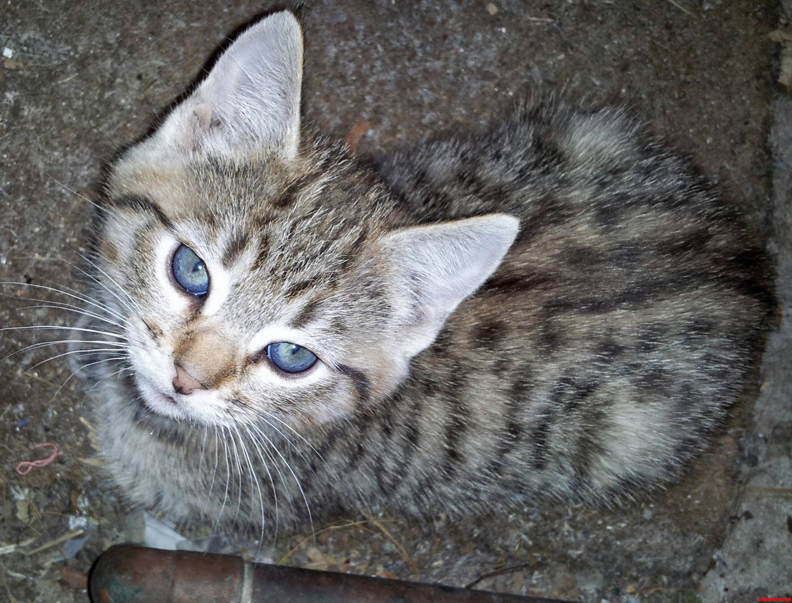 Blue Steel