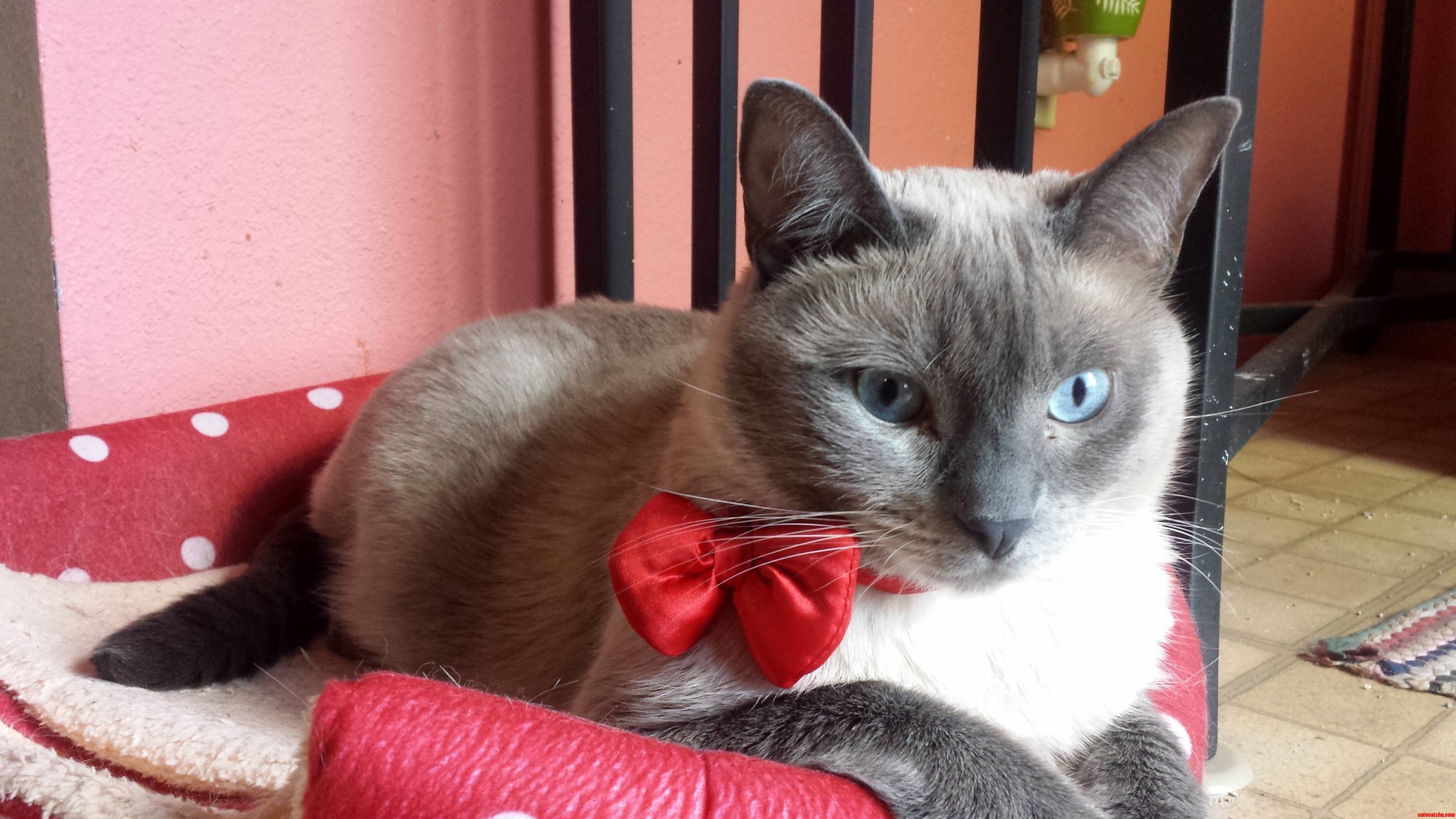 Bow Ties Are Cool.