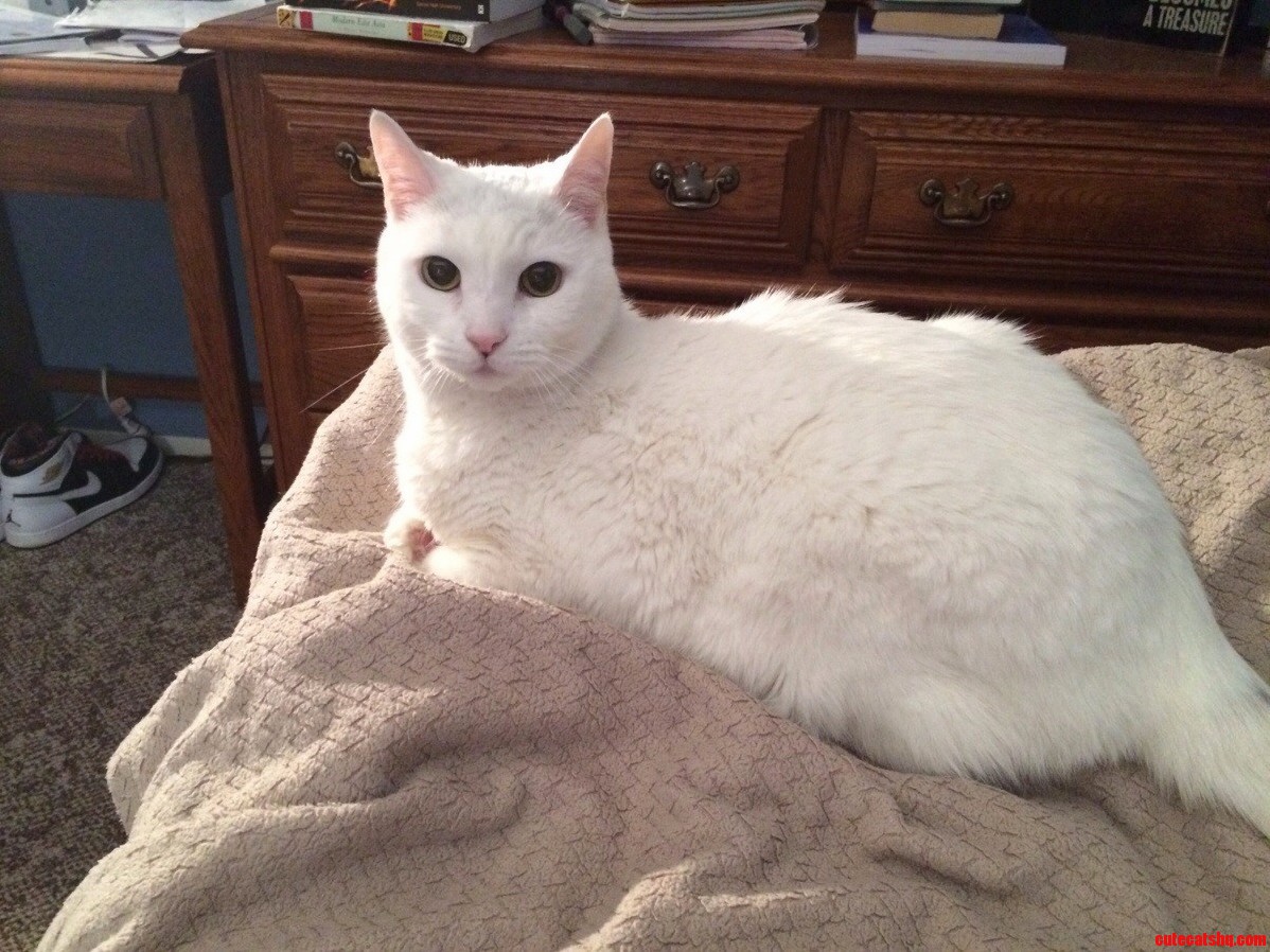 Can Anybody Help Me by Telling Me What Kind of Breed of Cat This Is