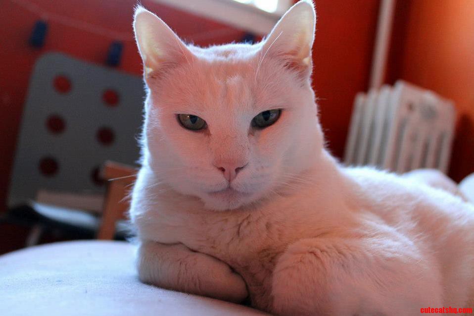 Casper- the Love of My Life